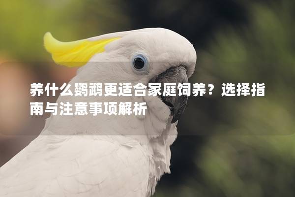 养什么鹦鹉更适合家庭饲养？选择指南与注意事项解析