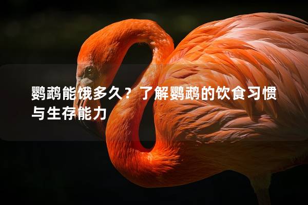 鹦鹉能饿多久？了解鹦鹉的饮食习惯与生存能力