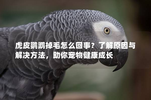 虎皮鹦鹉掉毛怎么回事？了解原因与解决方法，助你宠物健康成长