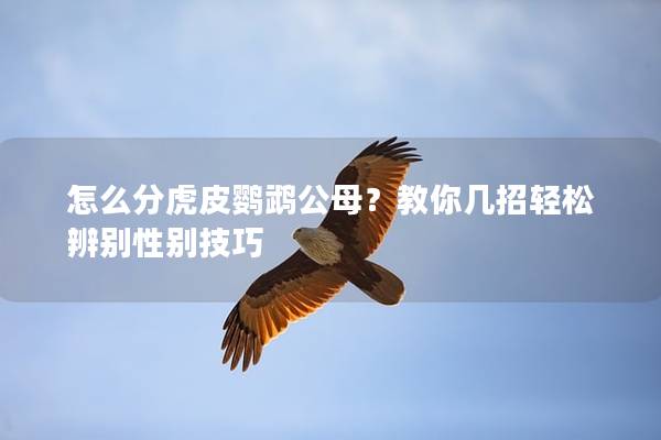 怎么分虎皮鹦鹉公母？教你几招轻松辨别性别技巧