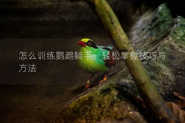 怎么训练鹦鹉躺手，轻松掌握技巧与方法