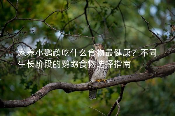 家养小鹦鹉吃什么食物最健康？不同生长阶段的鹦鹉食物选择指南