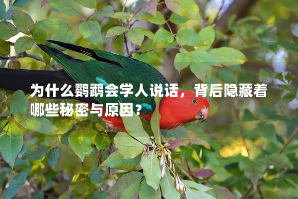为什么鹦鹉会学人说话，背后隐藏着哪些秘密与原因？