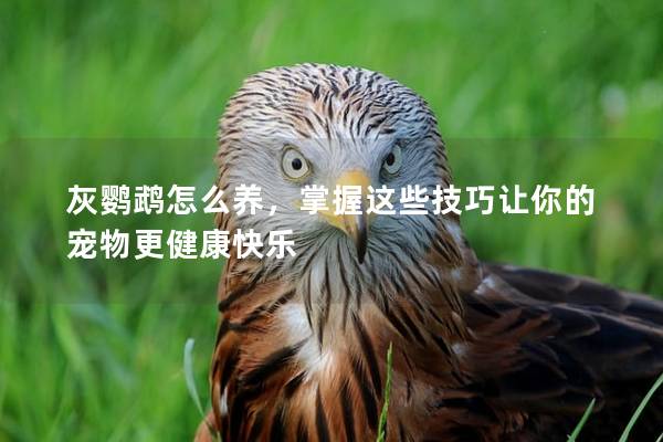 灰鹦鹉怎么养，掌握这些技巧让你的宠物更健康快乐