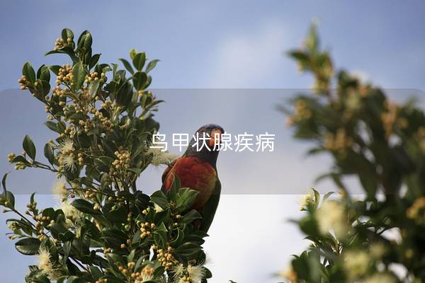 鸟甲状腺疾病