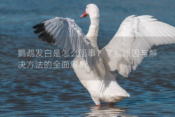 鹦鹉发白是怎么回事？了解原因与解决方法的全面解析