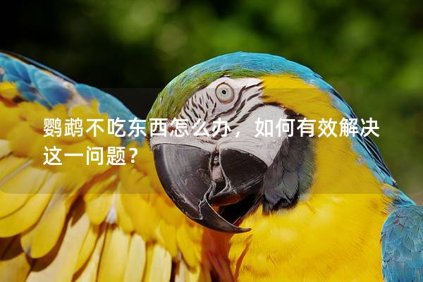 鹦鹉不吃东西怎么办，如何有效解决这一问题？