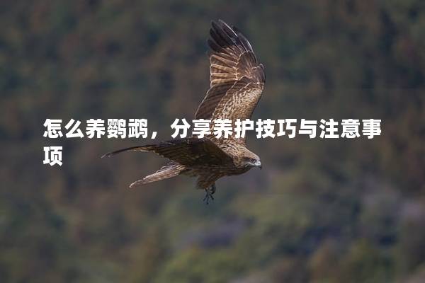 怎么养鹦鹉，分享养护技巧与注意事项