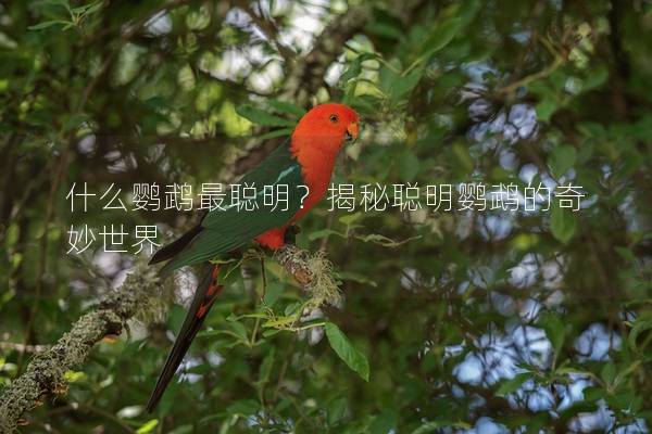 什么鹦鹉最聪明？揭秘聪明鹦鹉的奇妙世界