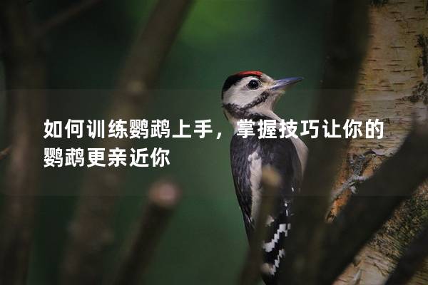 如何训练鹦鹉上手，掌握技巧让你的鹦鹉更亲近你
