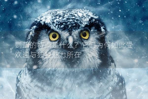 鹦鹉的特点是什么？它们为何如此受欢迎与独特魅力所在