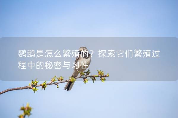 鹦鹉是怎么繁殖的？探索它们繁殖过程中的秘密与习性
