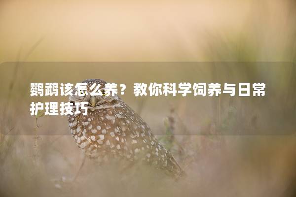 鹦鹉该怎么养？教你科学饲养与日常护理技巧