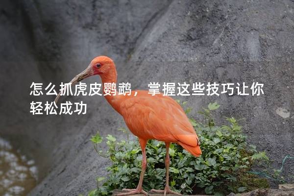 怎么抓虎皮鹦鹉，掌握这些技巧让你轻松成功