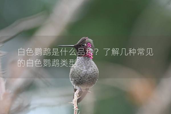 白色鹦鹉是什么品种？了解几种常见的白色鹦鹉类型