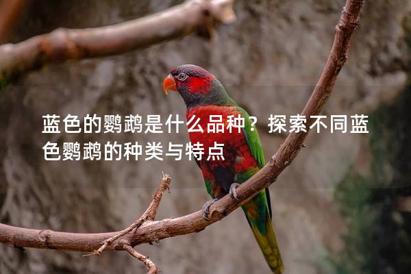 蓝色的鹦鹉是什么品种？探索不同蓝色鹦鹉的种类与特点