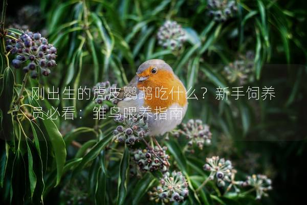 刚出生的虎皮鹦鹉吃什么？新手饲养员必看：雏鸟喂养指南