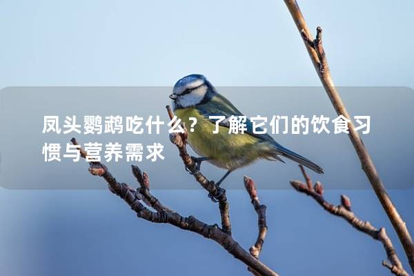 凤头鹦鹉吃什么？了解它们的饮食习惯与营养需求