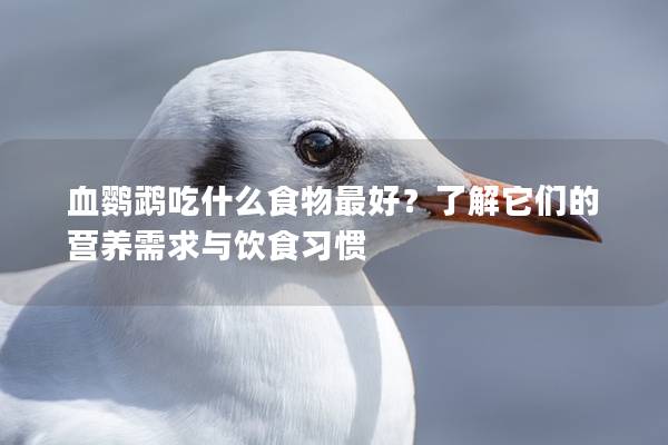 血鹦鹉吃什么食物最好？了解它们的营养需求与饮食习惯