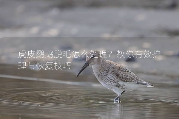 虎皮鹦鹉脱毛怎么处理？教你有效护理与恢复技巧