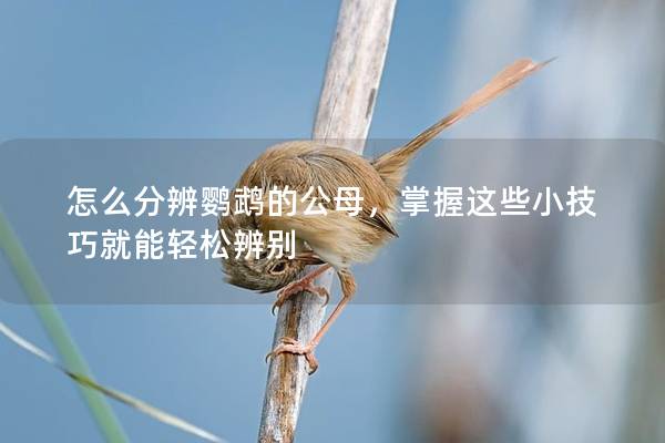 怎么分辨鹦鹉的公母，掌握这些小技巧就能轻松辨别