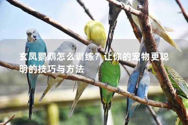 玄凤鹦鹉怎么训练？让你的宠物更聪明的技巧与方法