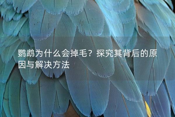 鹦鹉为什么会掉毛？探究其背后的原因与解决方法