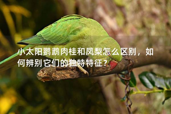 小太阳鹦鹉肉桂和凤梨怎么区别，如何辨别它们的独特特征？