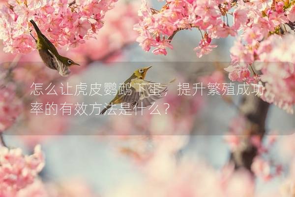 怎么让虎皮鹦鹉下蛋，提升繁殖成功率的有效方法是什么？