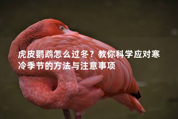 虎皮鹦鹉怎么过冬？教你科学应对寒冷季节的方法与注意事项