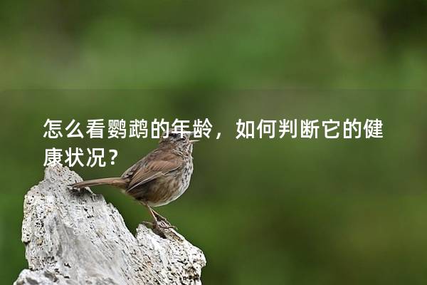 怎么看鹦鹉的年龄，如何判断它的健康状况？