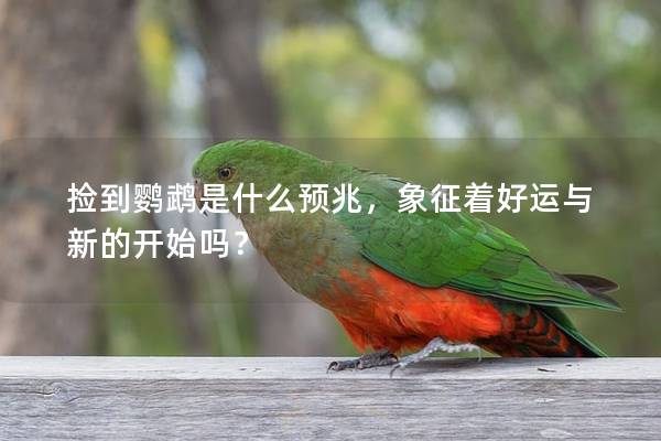 捡到鹦鹉是什么预兆，象征着好运与新的开始吗？