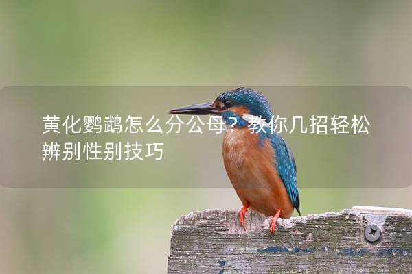 黄化鹦鹉怎么分公母？教你几招轻松辨别性别技巧
