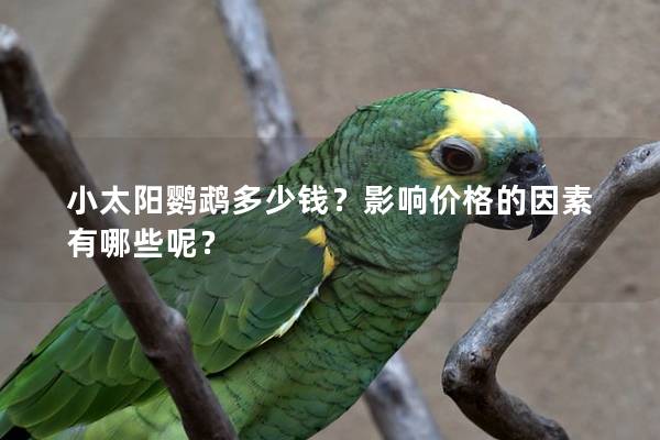 小太阳鹦鹉多少钱？影响价格的因素有哪些呢？