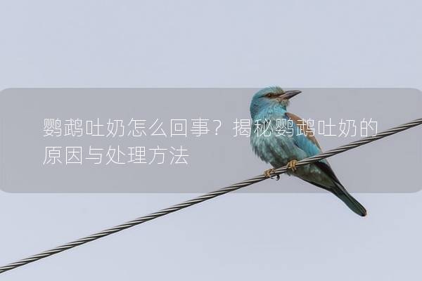 鹦鹉吐奶怎么回事？揭秘鹦鹉吐奶的原因与处理方法
