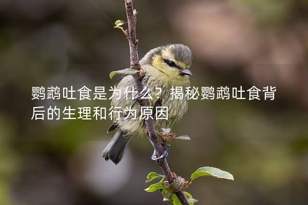 鹦鹉吐食是为什么？揭秘鹦鹉吐食背后的生理和行为原因