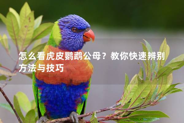 怎么看虎皮鹦鹉公母？教你快速辨别方法与技巧
