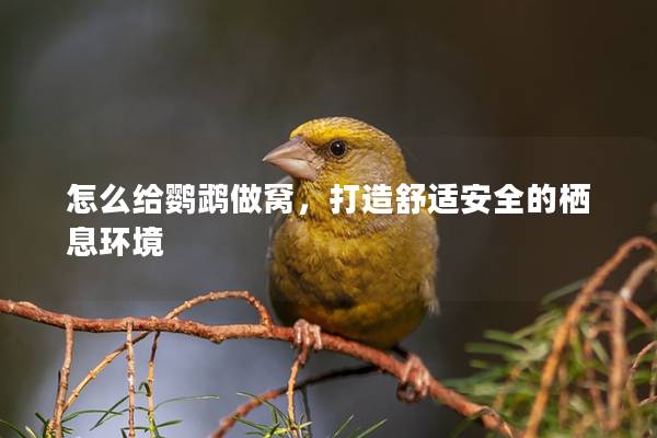 怎么给鹦鹉做窝，打造舒适安全的栖息环境
