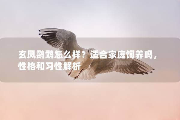 玄凤鹦鹉怎么样？适合家庭饲养吗，性格和习性解析