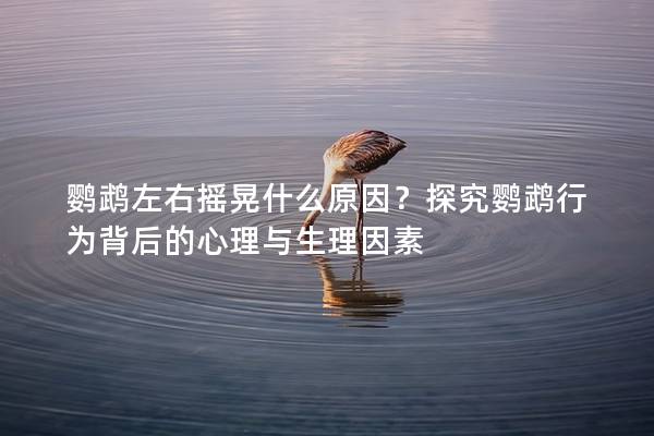 鹦鹉左右摇晃什么原因？探究鹦鹉行为背后的心理与生理因素