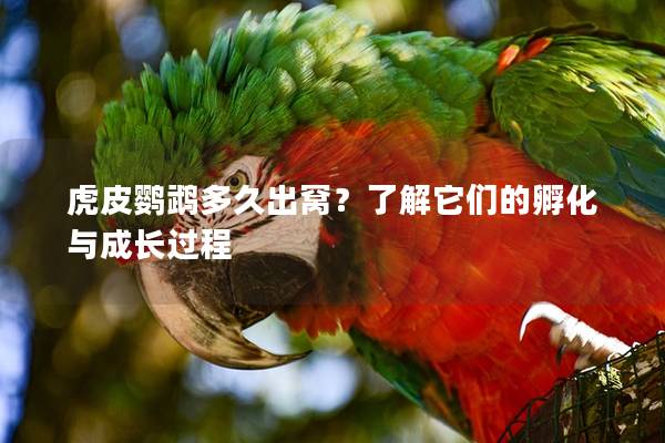 虎皮鹦鹉多久出窝？了解它们的孵化与成长过程