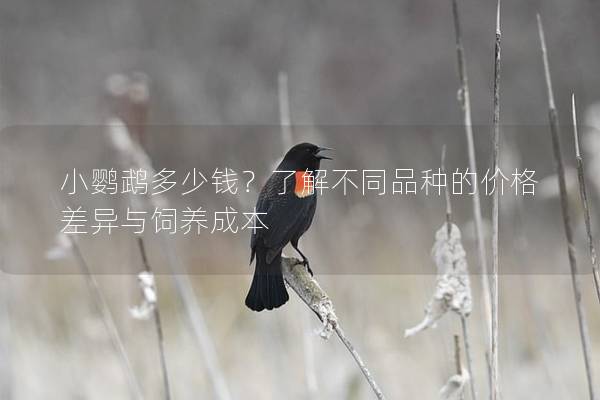 小鹦鹉多少钱？了解不同品种的价格差异与饲养成本