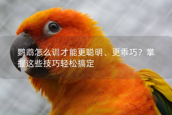 鹦鹉怎么训才能更聪明、更乖巧？掌握这些技巧轻松搞定