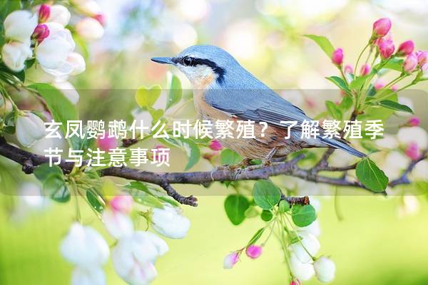 玄凤鹦鹉什么时候繁殖？了解繁殖季节与注意事项