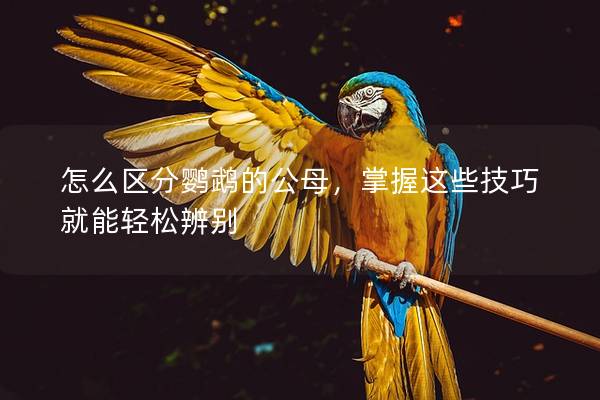 怎么区分鹦鹉的公母，掌握这些技巧就能轻松辨别