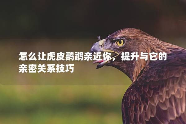 怎么让虎皮鹦鹉亲近你，提升与它的亲密关系技巧