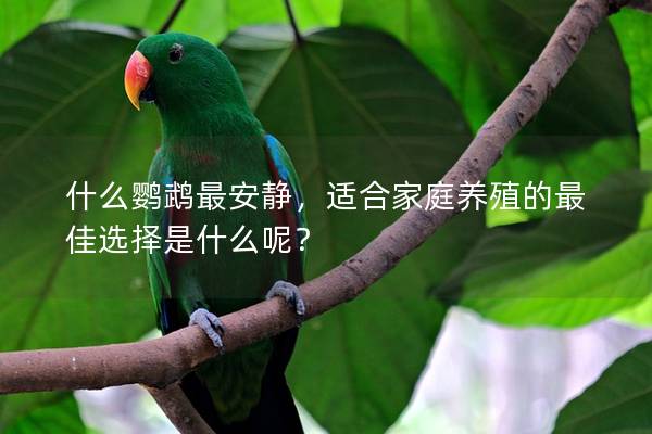什么鹦鹉最安静，适合家庭养殖的最佳选择是什么呢？