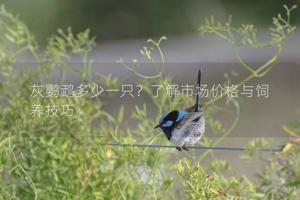 灰鹦鹉多少一只？了解市场价格与饲养技巧