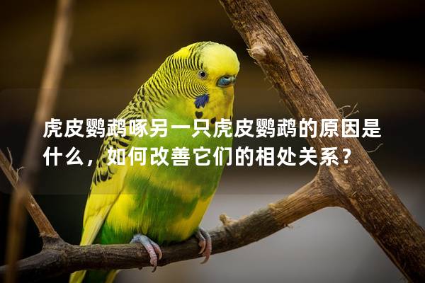 虎皮鹦鹉啄另一只虎皮鹦鹉的原因是什么，如何改善它们的相处关系？