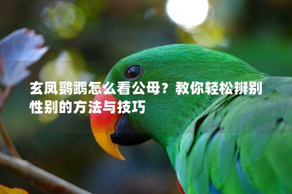 玄凤鹦鹉怎么看公母？教你轻松辨别性别的方法与技巧